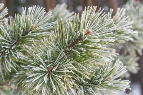 Pines in winter Stock Photos