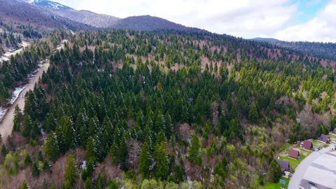 Pines in Winter s Embrace Stock Footage 307265322