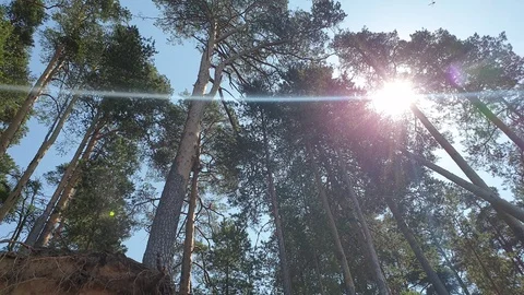 Pines in the woods on the sand. Trees on a sandy slope. Stock Footage 112379366