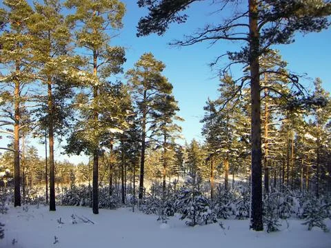 Pines_2 Stock Photos