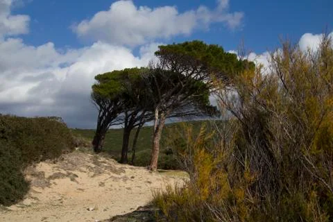 Pineta on the beach Stock Photos