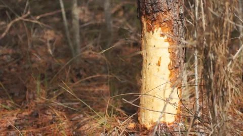 Pinetree Beaver Damage Stock Footage