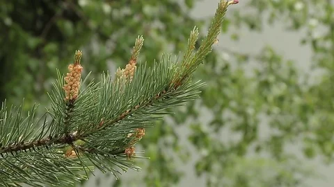 Pinetree branch Stock Footage 76020017