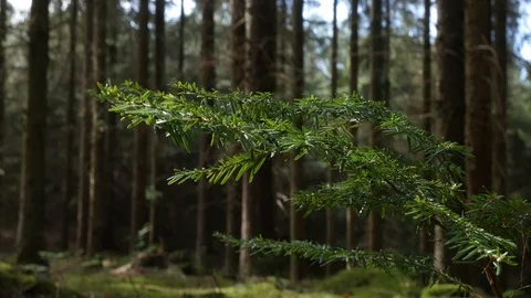 Pinetree branch in the wind 库存影片 126983623