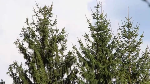 Pinetree during wind Stock Footage 50543710