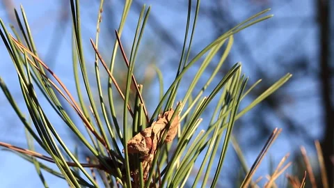 Pinetree Stock Footage 166933345