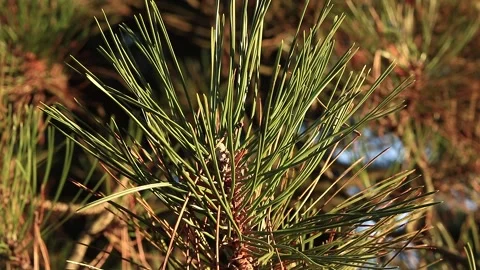 Pinetree Stock Footage 166933348