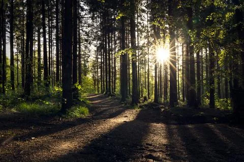 Pinetree forest in backlight Foto stock