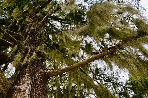 PineTreeMoss Stock Photos