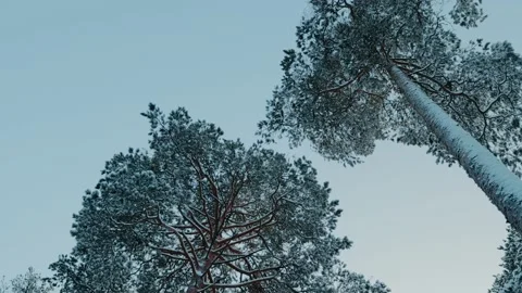 Pinetrees And Clearblue Sky Stockbeeldmateriaal 169792147