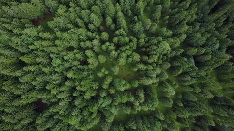 Pinetrees Stock Footage 85428195