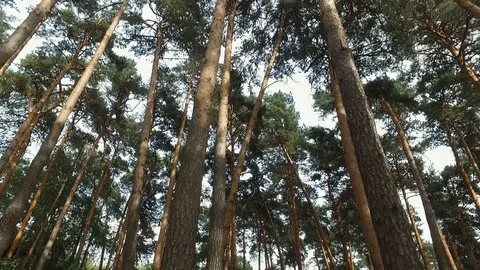 Pinetrees Video stock 93677330