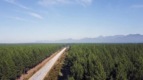 Pinetrees growing forestry industry Stock Footage 71612070