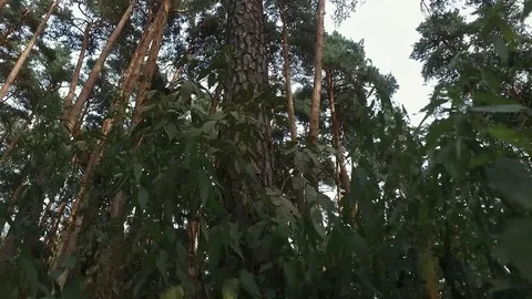 Pinetrees through the grass dogview Video stock 93761292