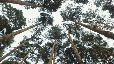 PINETREES TOP TO BOTTOM TILT Video stock 93761171
