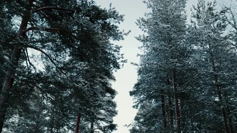 Pinetrees In A Winter Landscape Stockbeeldmateriaal 169792984