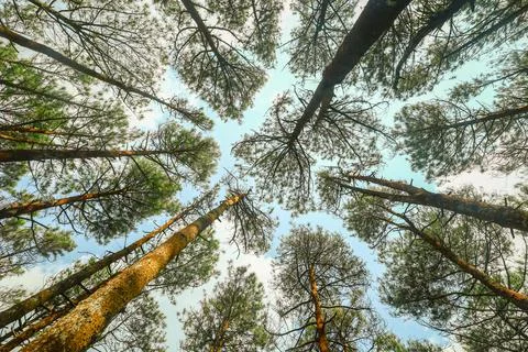 Pine,Trees,With,A,Background,Of,Blue,Sky Stock Photos