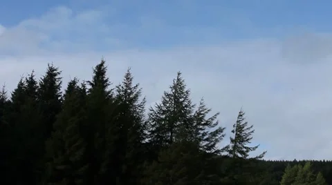 Pinetrees.mp4 Stock Footage 8511711