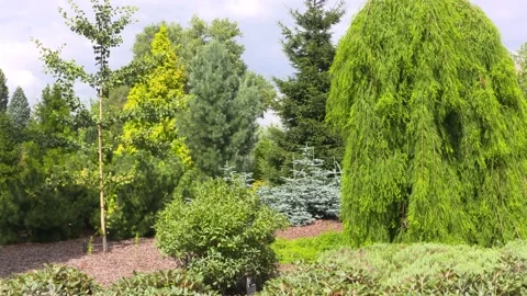 Pinetum: a collection of pine trees or other conifers Stock Footage 136595292