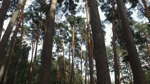 Pinewood 2 Video stock 93676545