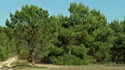 Pinewood 3 Stock Footage 51942043