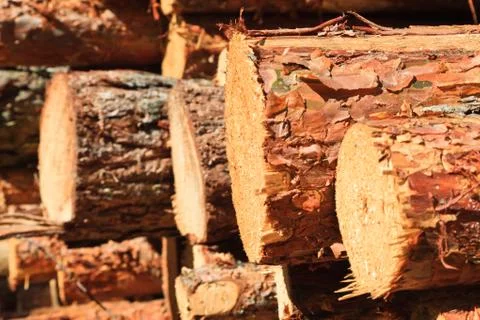 Pinewood closeup Stock Photos