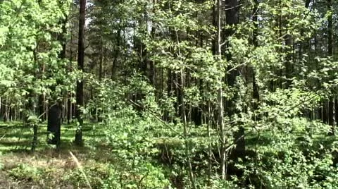 Pinewood Vídeo Stock 8916533