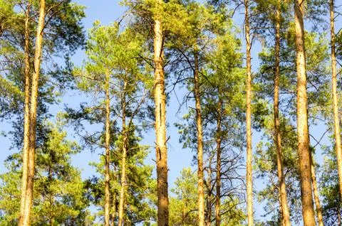 Pinewood or Sky in the forest Stock Photos
