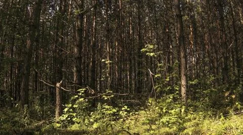 Pinewood Stock Photos