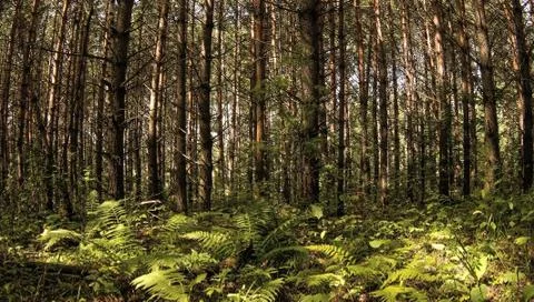 Pinewood Stock Photos