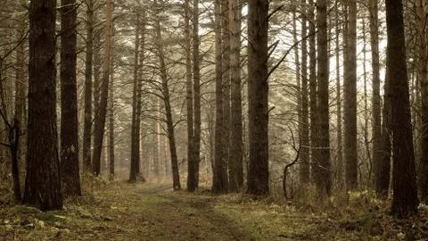 Pinewood Stock Photos