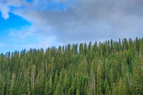 Pinewoods Stock Photos