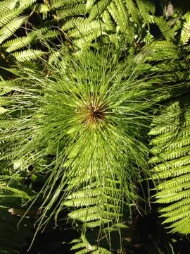 Piney frond shot Foto stock
