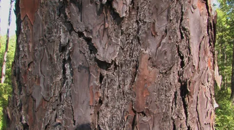 Piney woods of the Big Thicket Stock Footage 24695000