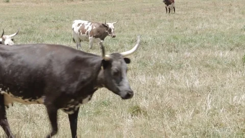 Pineywoods Cattle Stock Footage 92873137