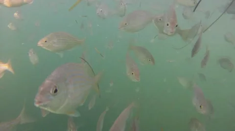 Pinfish School Stock Footage