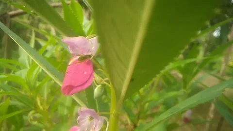 Ping colored Stock Footage 169171574