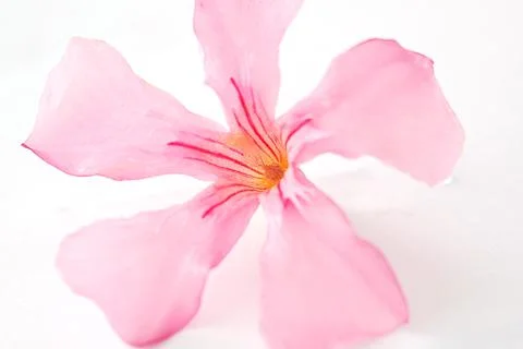 Ping flower on white background Stock Photos