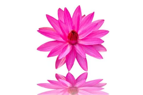 Ping lotus white background Stock Photos