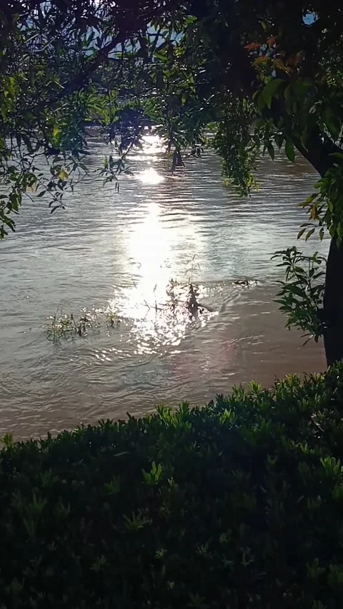 Ping River Chiang Mai Video stock 213294990