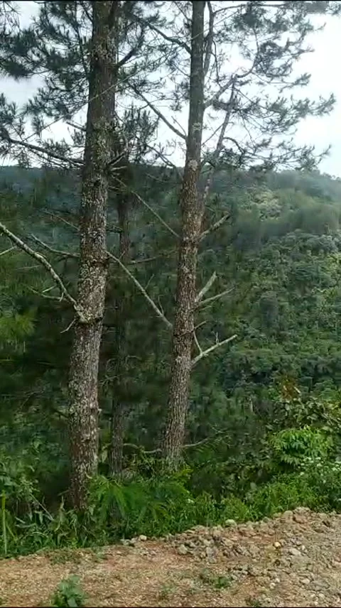 Pinggiran hutan pinus Video stock 246973310