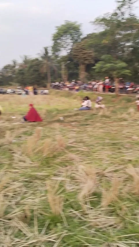 Pinggiran sawah 動画素材 256548220