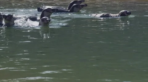 Pingu2h264 Stock Footage 2076328