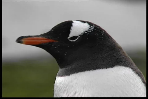 The pinguin 2 Stock Footage 69639