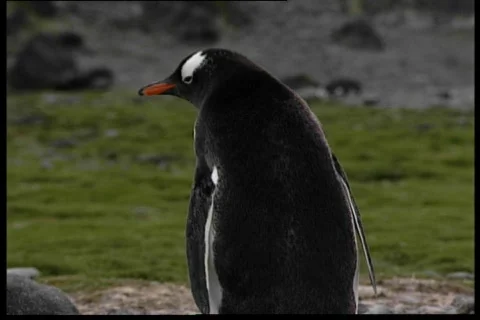 The pinguin 3 動画素材 69644