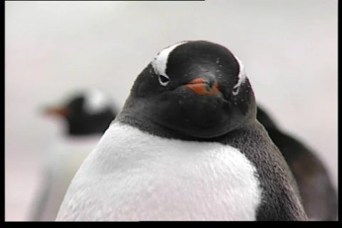 Pinguin 4 動画素材 69623