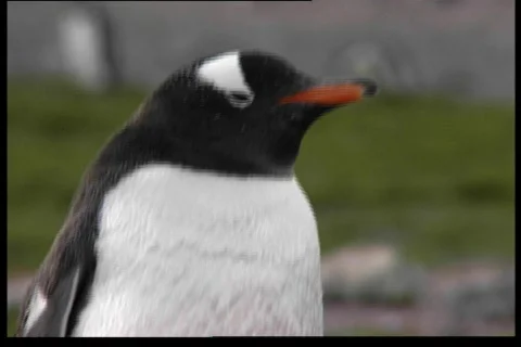 The Pinguin Stock Footage 69608