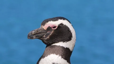 Pinguin Stock Footage 267168389
