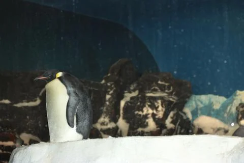 Pinguin Stock Photos