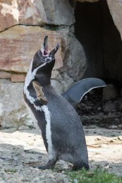 Pinguino Stock Photos